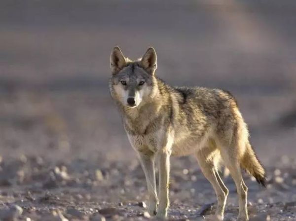 草原狼（国家二级保护动物）