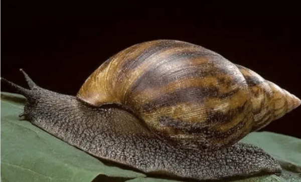 非洲大蜗牛（玛瑙螺科非洲大蜗牛属动物）