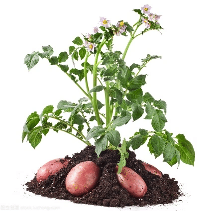 马铃薯（茄科茄属植物）
